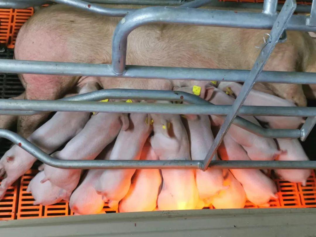 1700443795373222.jpg 2.jpg