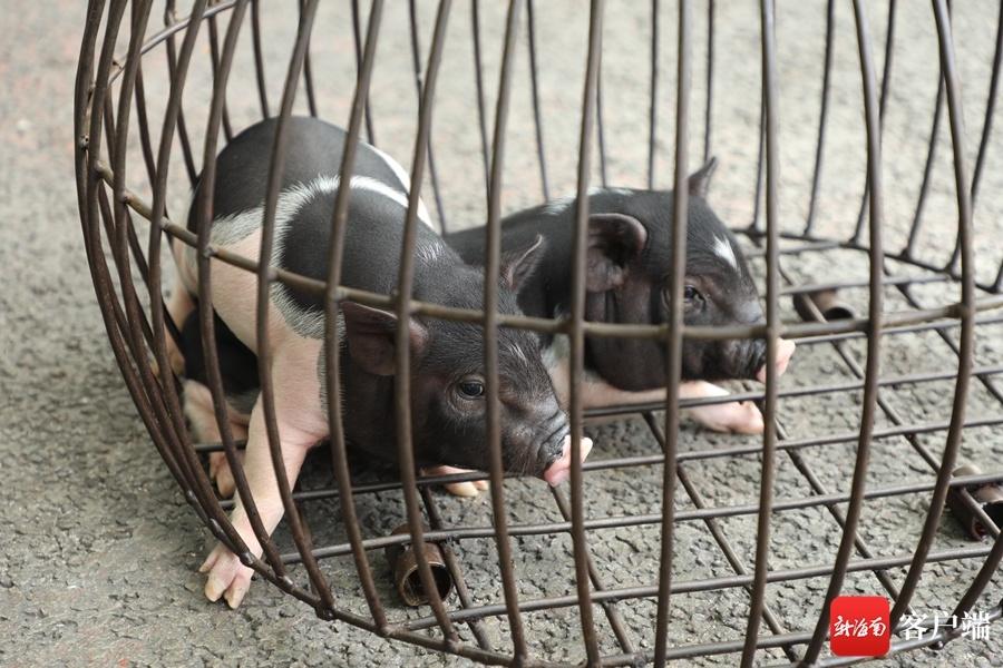 1716165972508170.jpg 3.jpg